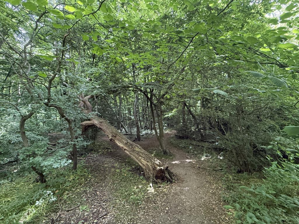 Lot: 2 - NEARLY 27 ACRES OF WOODLAND - View into Woodland from South West Boundary